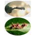 White Admiral camilla FIVE LARVAE - SPECIAL PRICE!